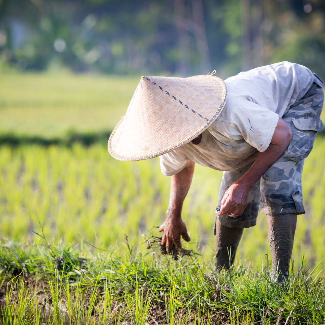 Farm-to-Fork Tales: The Local Farmers Powering Country Kitchen Foods Norfolk